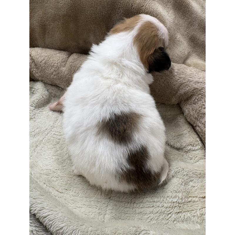 販売中の東京都のミックス犬-446841の4枚目