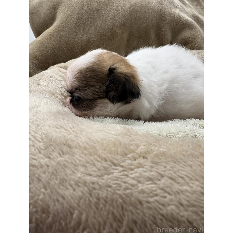 販売中の東京都のミックス犬-446841の3枚目