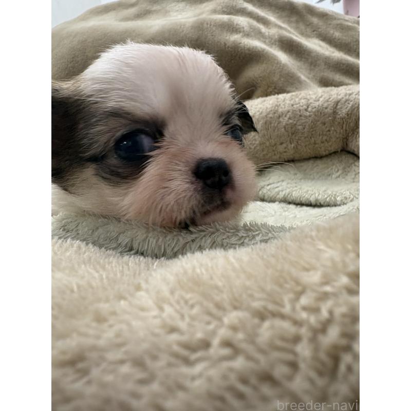 販売中の東京都のミックス犬-446841の2枚目