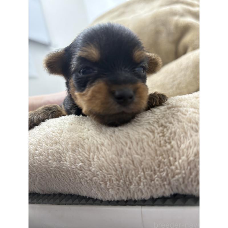 販売中の東京都のミックス犬-446842の7枚目