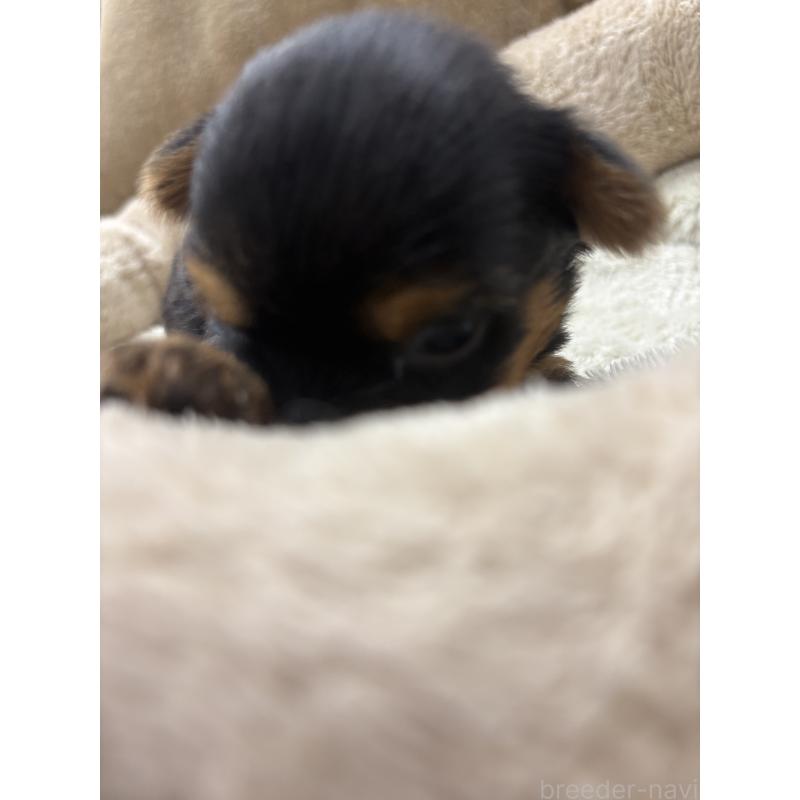 販売中の東京都のミックス犬-446842の5枚目