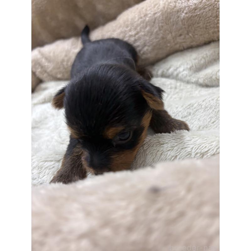 販売中の東京都のミックス犬-446842の4枚目