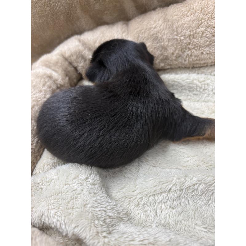 販売中の東京都のミックス犬-446842の3枚目