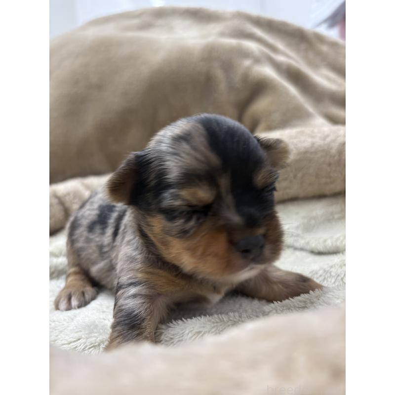 販売中の東京都のミックス犬-446843の10枚目