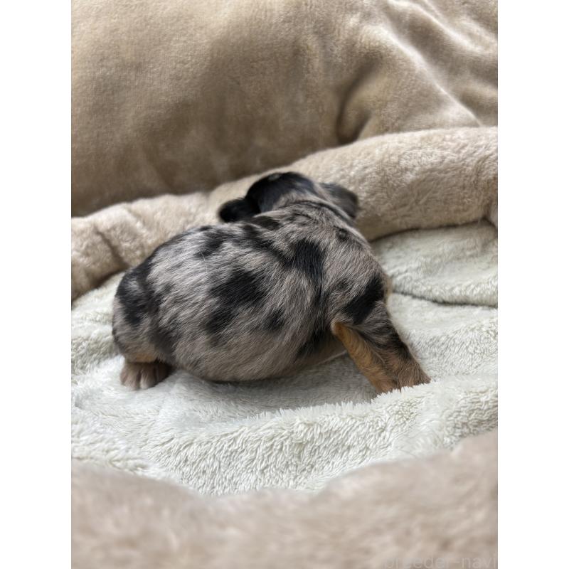 販売中の東京都のミックス犬-446843の9枚目