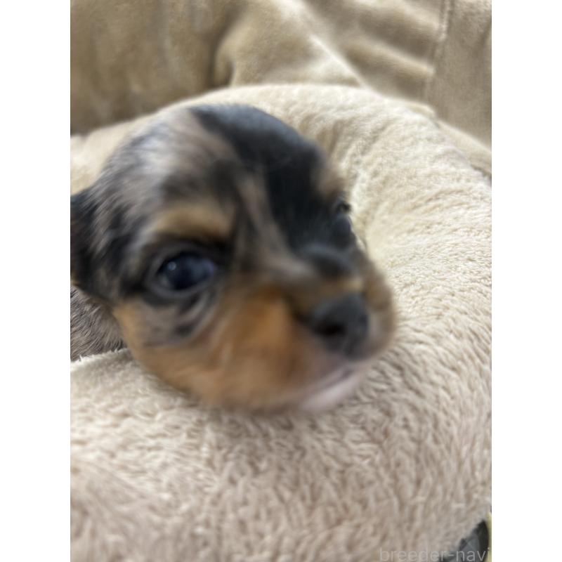 販売中の東京都のミックス犬-446843の8枚目