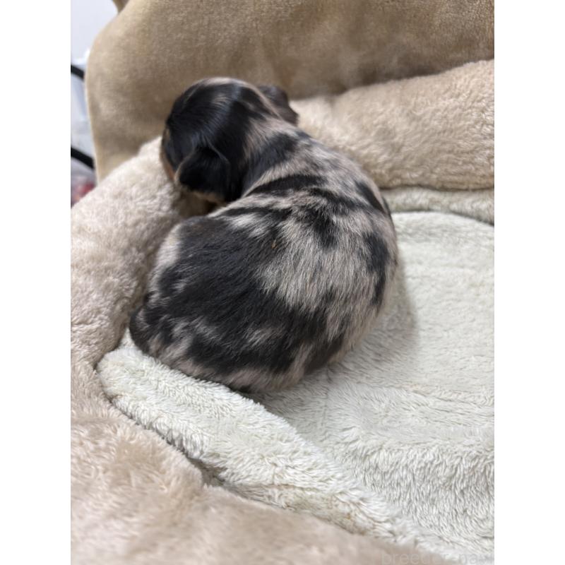 販売中の東京都のミックス犬-446843の7枚目