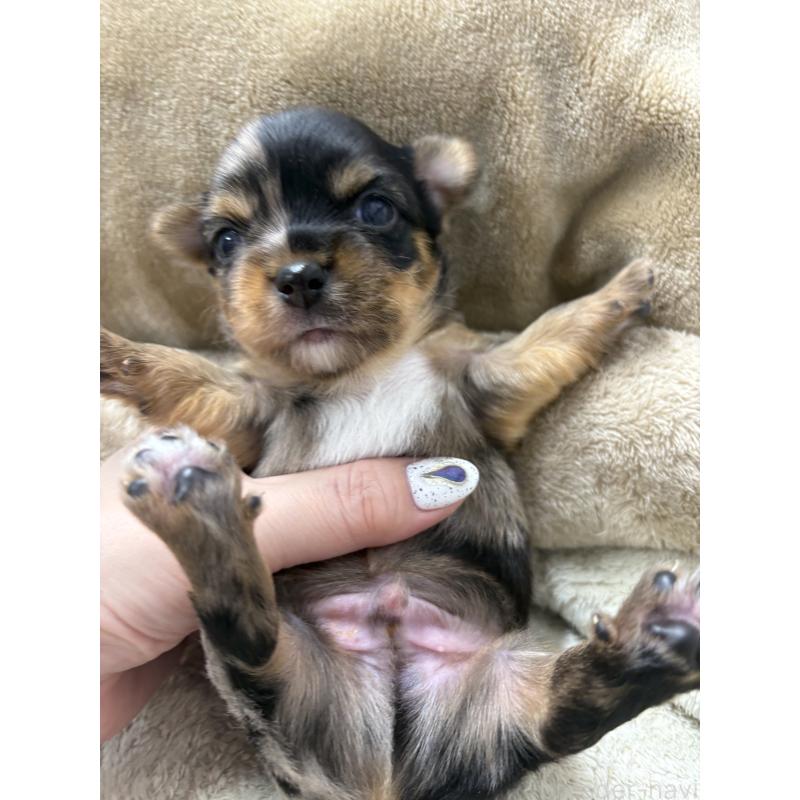 販売中の東京都のミックス犬-446843の6枚目