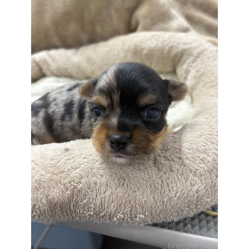 販売中の東京都のミックス犬-446843の5枚目