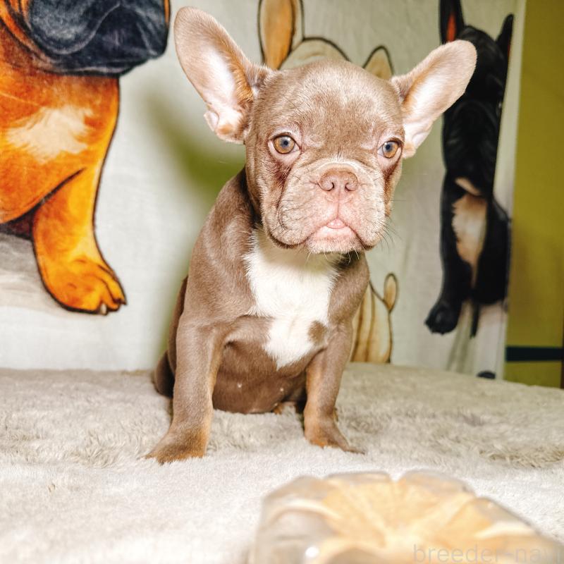 販売中の奈良県のフレンチブルドッグ-446844の10枚目