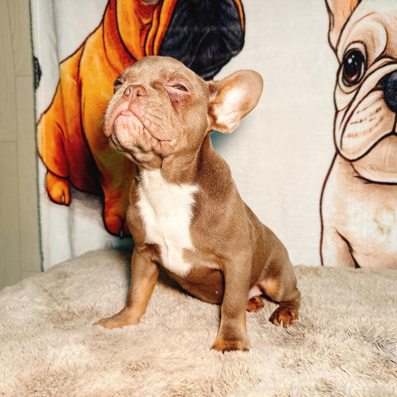 販売中の奈良県のフレンチブルドッグ-446844の9枚目