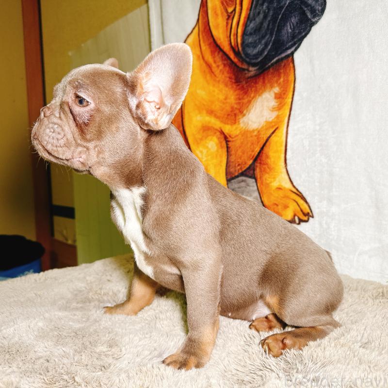 販売中の奈良県のフレンチブルドッグ-446844の8枚目