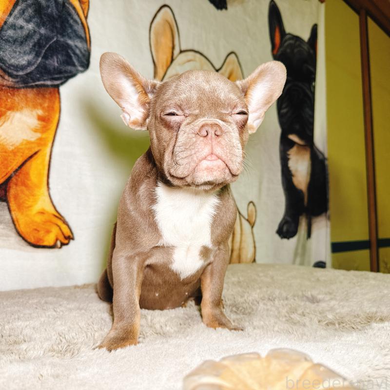 販売中の奈良県のフレンチブルドッグ-446844の7枚目