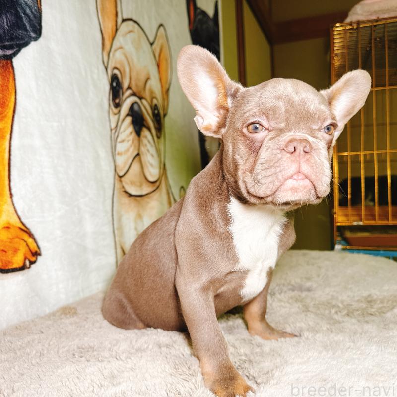 販売中の奈良県のフレンチブルドッグ-446844の6枚目