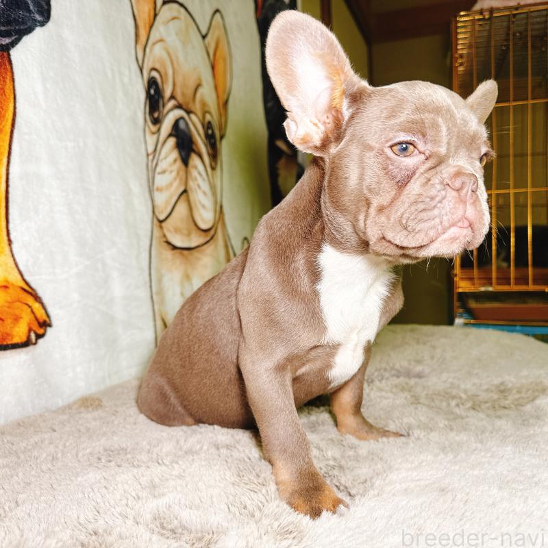販売中の奈良県のフレンチブルドッグ-446844の5枚目