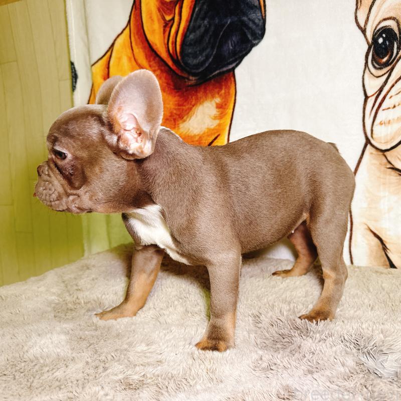 販売中の奈良県のフレンチブルドッグ-446844の4枚目