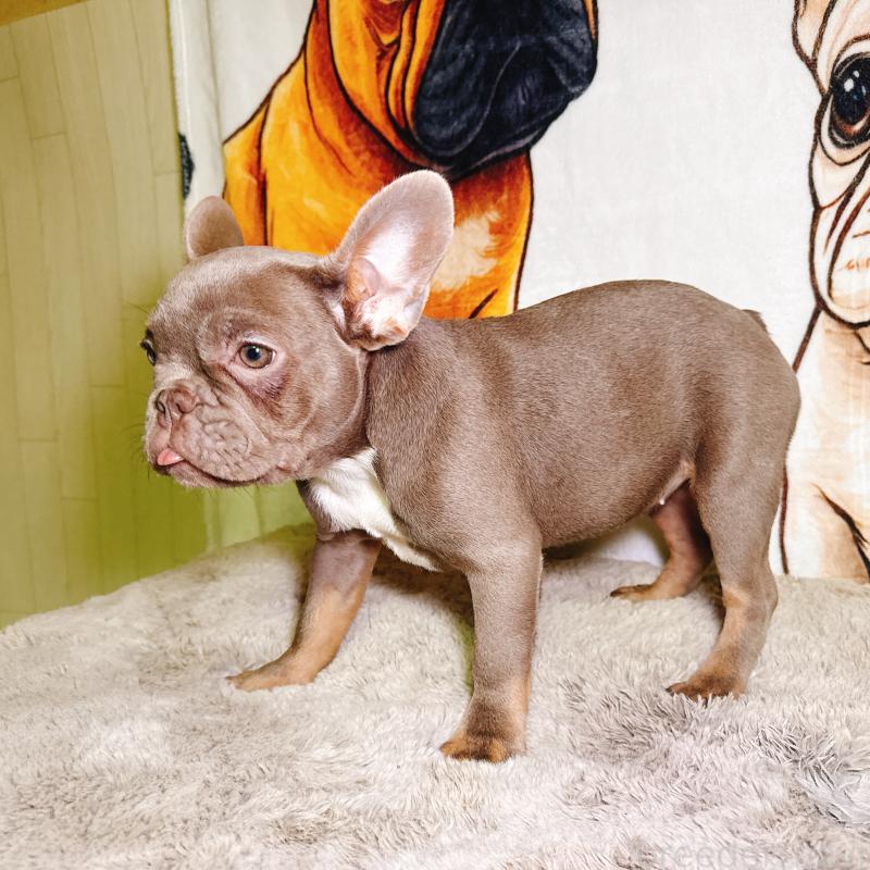 販売中の奈良県のフレンチブルドッグ-446844の3枚目