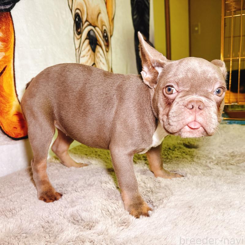 販売中の奈良県のフレンチブルドッグ-446844の2枚目