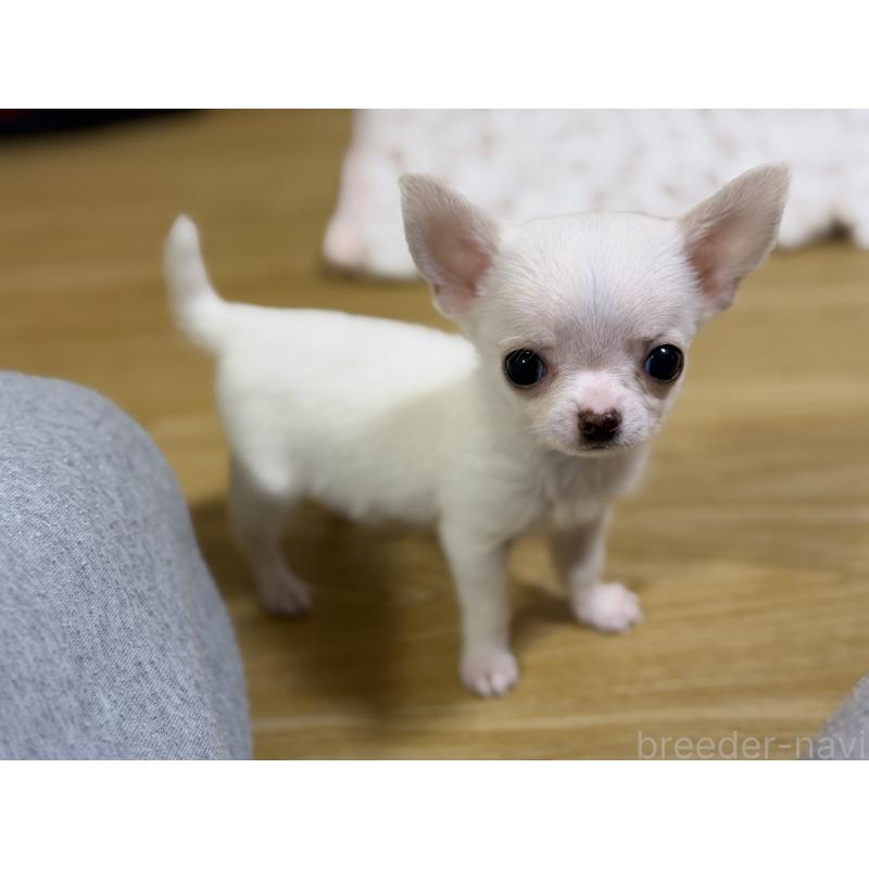 販売中の愛知県のチワワ(スムースコート)-436945の4枚目