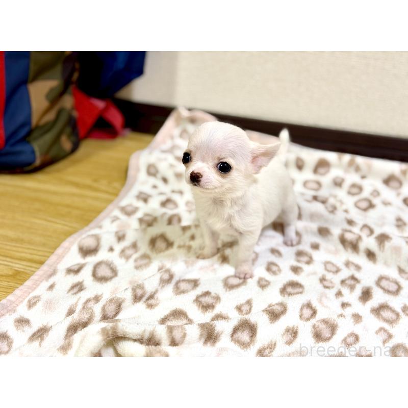 販売中の愛知県のチワワ(スムースコート)-436945の2枚目