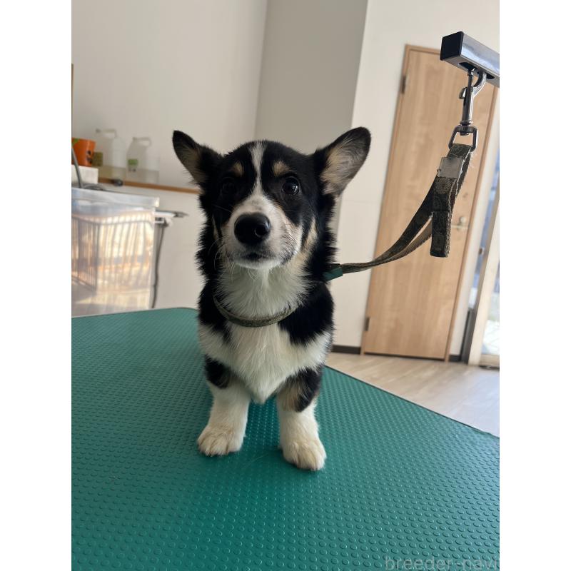 販売中の和歌山県のウェルシュコーギーペンブローク-418663の4枚目