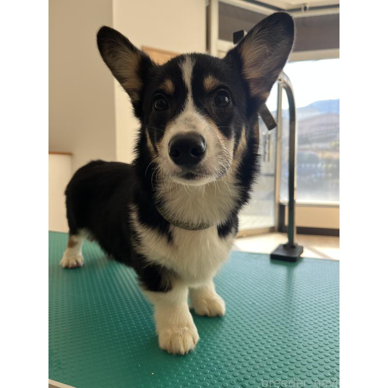 販売中の和歌山県のウェルシュコーギーペンブローク-418663