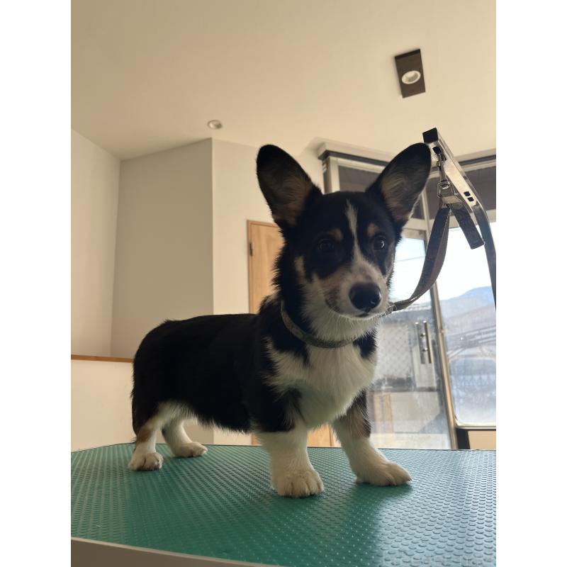 販売中の和歌山県のウェルシュコーギーペンブローク-418663の3枚目