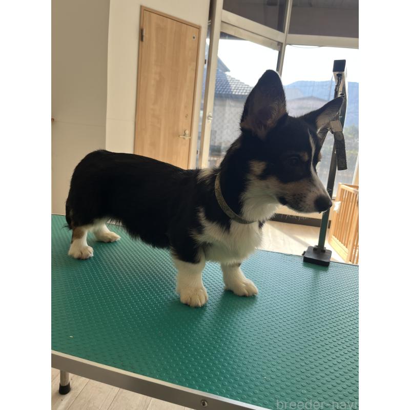 販売中の和歌山県のウェルシュコーギーペンブローク-418663の2枚目