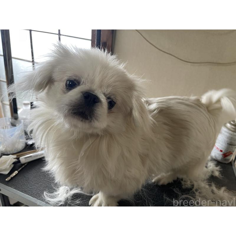 ペキちゃん1枚目