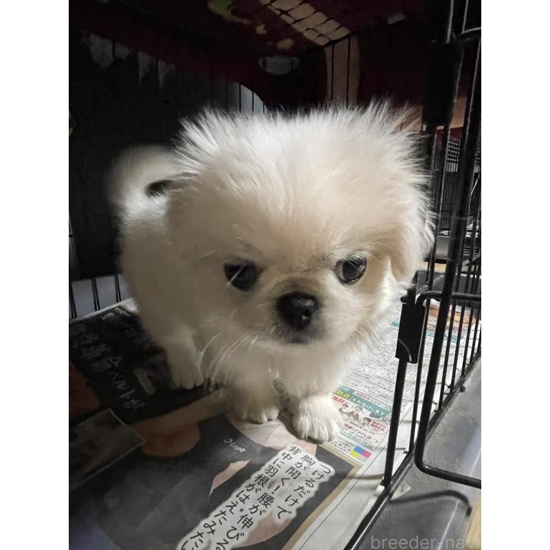 ペキちゃん1枚目