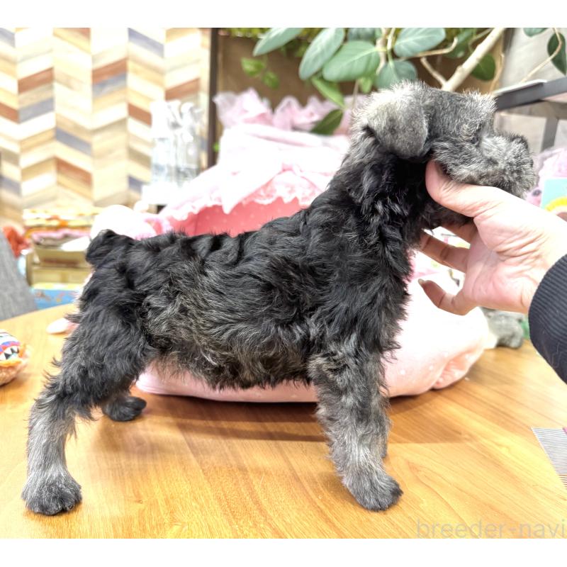 販売中の大阪府のミニチュアシュナウザー-446888の9枚目