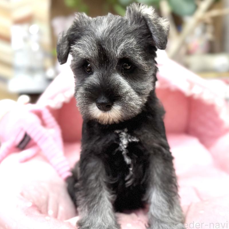 販売中の大阪府のミニチュアシュナウザー-446888の8枚目