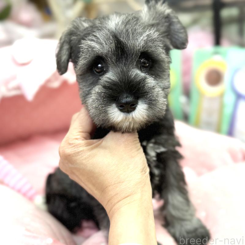 販売中の大阪府のミニチュアシュナウザー-446888の7枚目