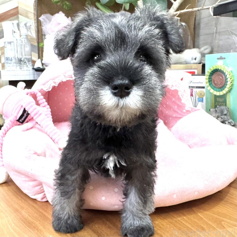 販売中の大阪府のミニチュアシュナウザー-446888の5枚目