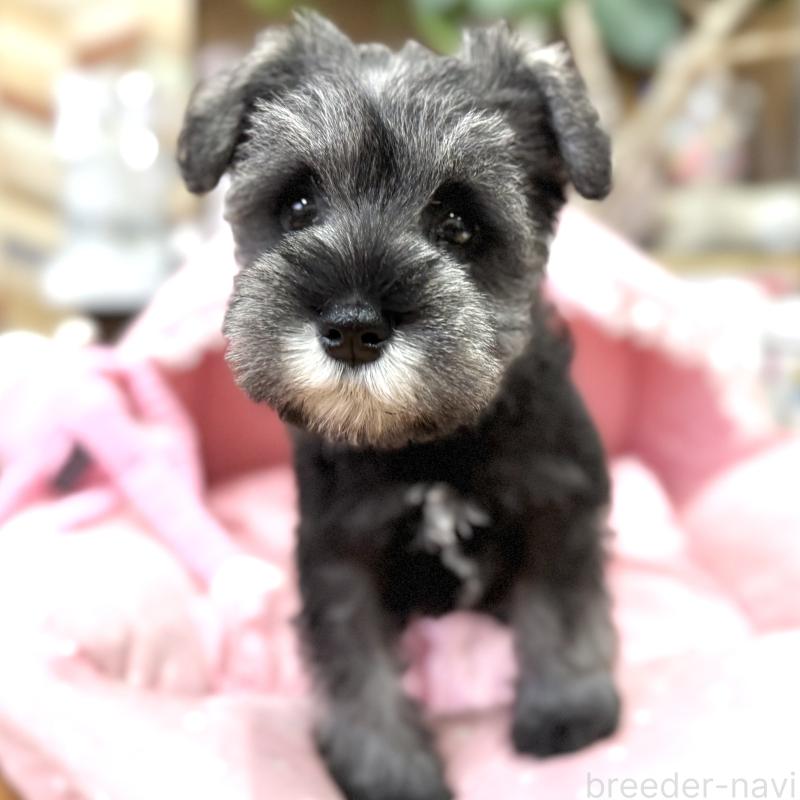 販売中の大阪府のミニチュアシュナウザー-446888の4枚目