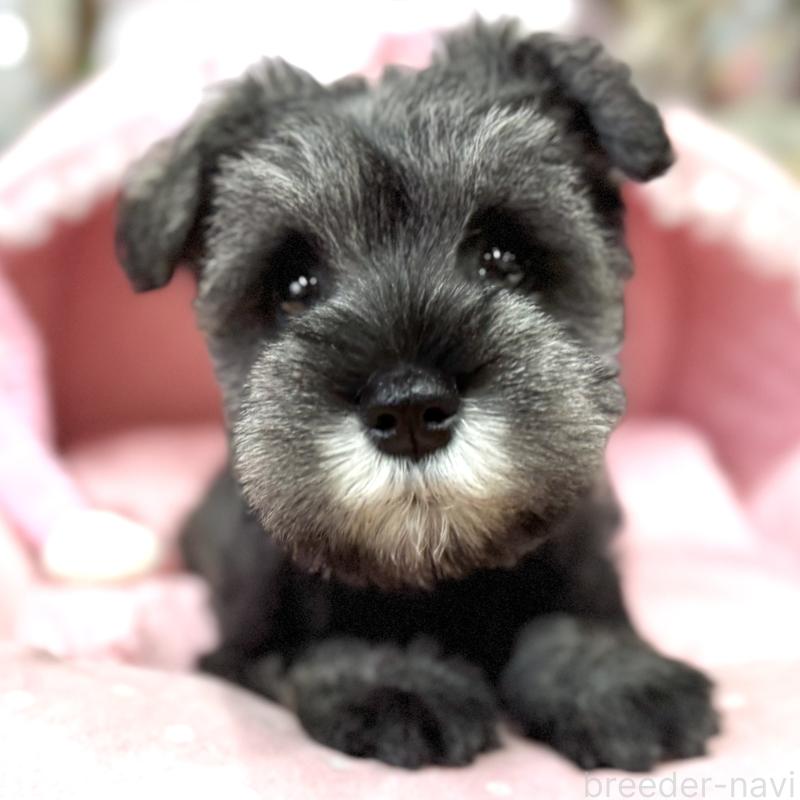 販売中の大阪府のミニチュアシュナウザー-446888の3枚目