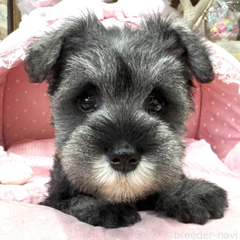 販売中の大阪府のミニチュアシュナウザー-446888の2枚目