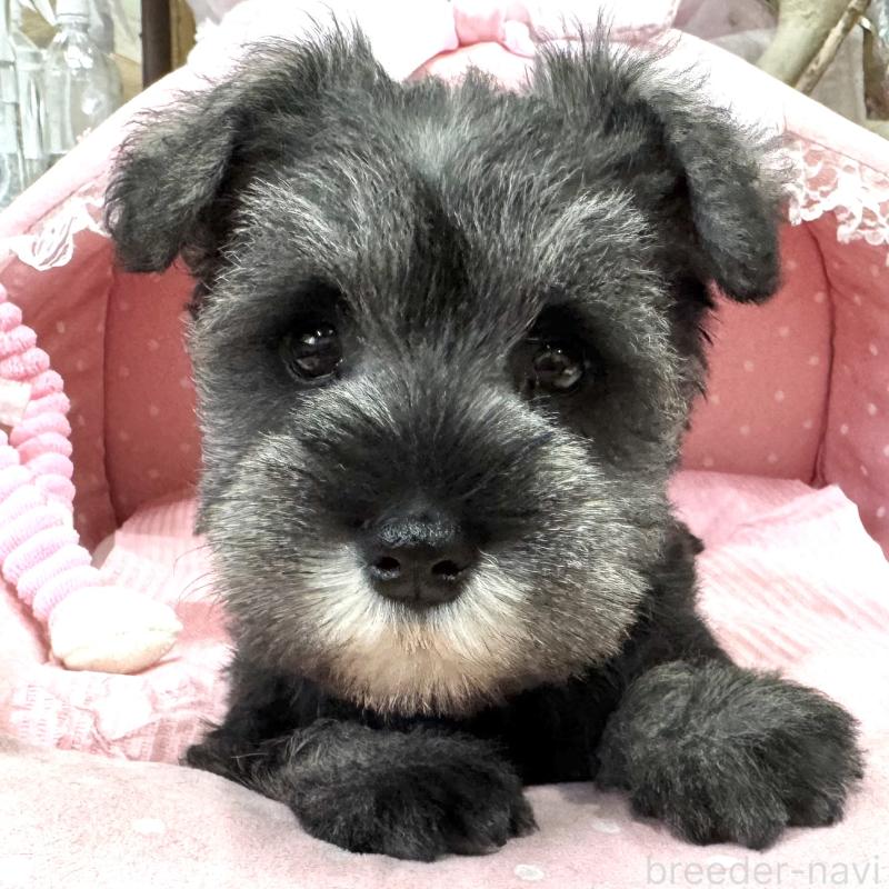 販売中の大阪府のミニチュアシュナウザー-446888