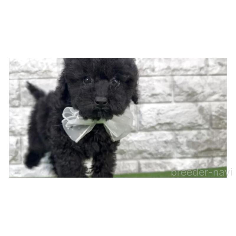 販売中の埼玉県のタイニープードル-446889の3枚目