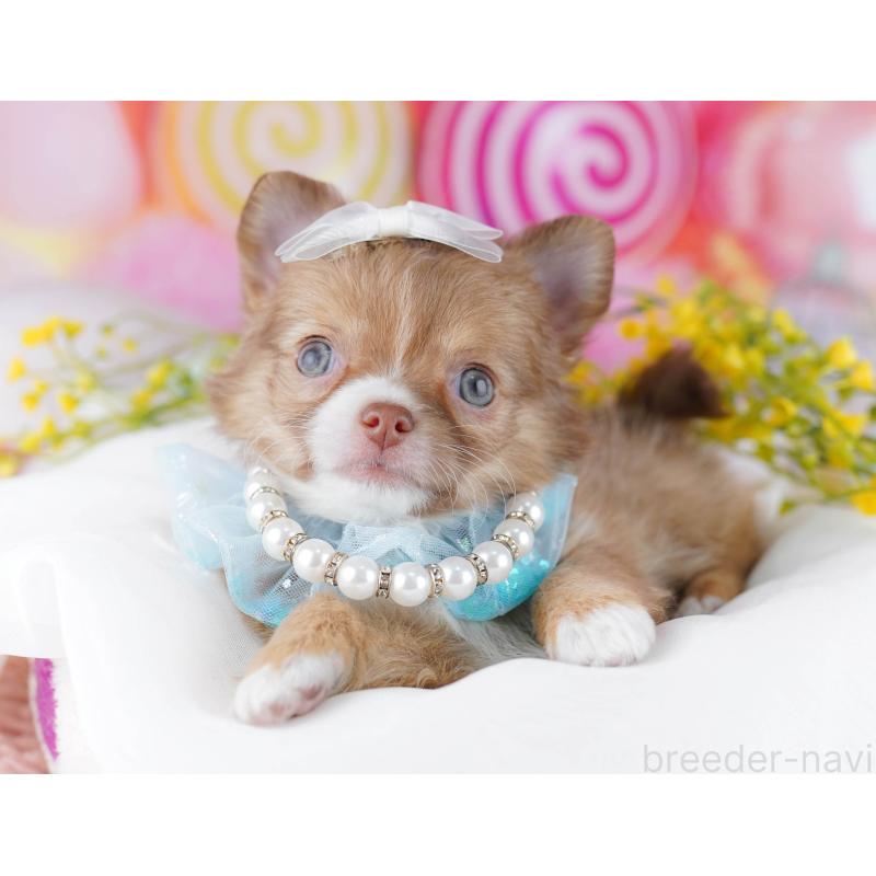 販売中の千葉県のチワワ(ロングコート)-446983の10枚目