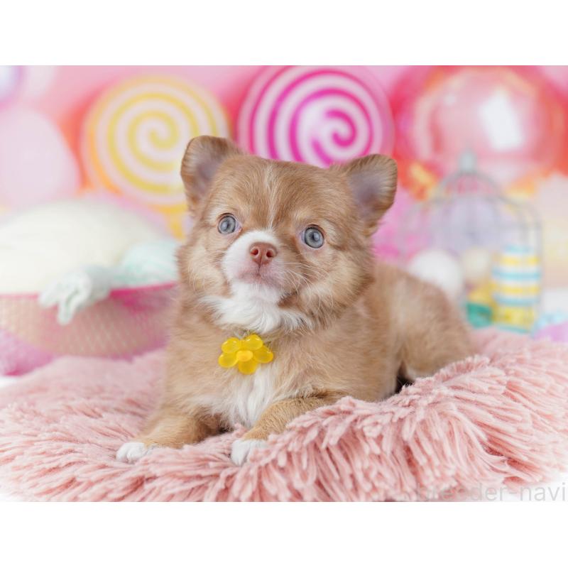 販売中の千葉県のチワワ(ロングコート)-446983の9枚目