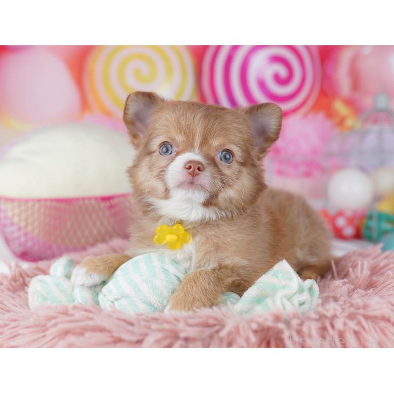 販売中の千葉県のチワワ(ロングコート)-446983の7枚目