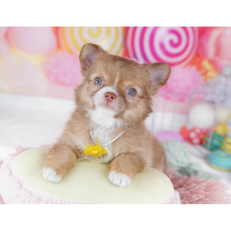 販売中の千葉県のチワワ(ロングコート)-446983の6枚目