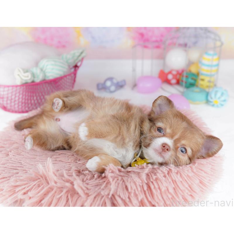 販売中の千葉県のチワワ(ロングコート)-446983の5枚目