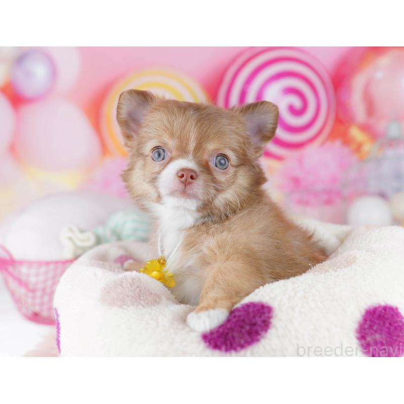 販売中の千葉県のチワワ(ロングコート)-446983