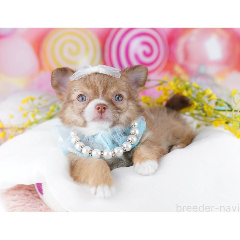 販売中の千葉県のチワワ(ロングコート)-446983の4枚目