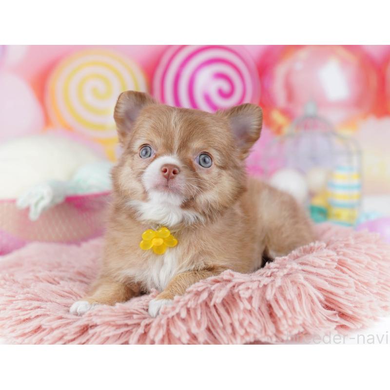 販売中の千葉県のチワワ(ロングコート)-446983の3枚目