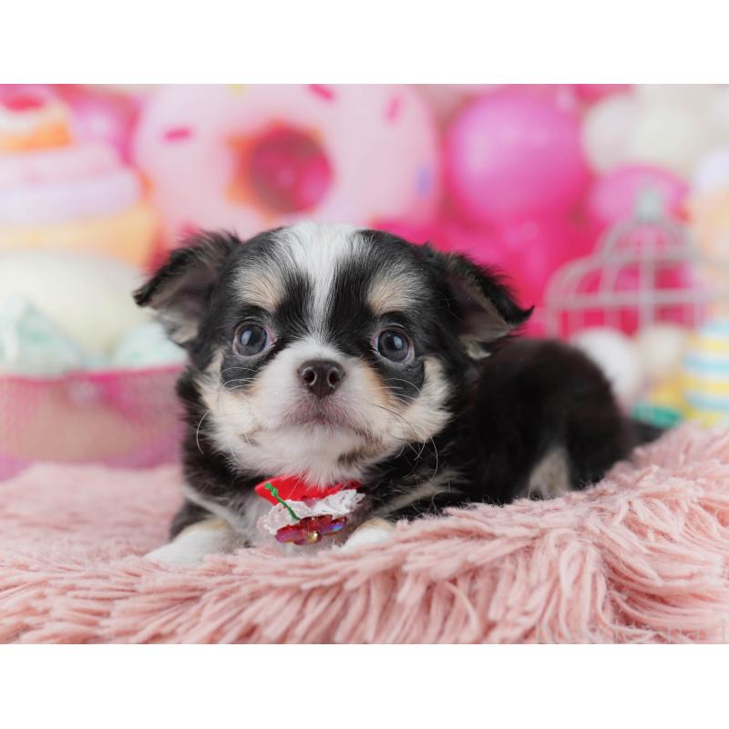 販売中の千葉県のチワワ(ロングコート)-446981の11枚目