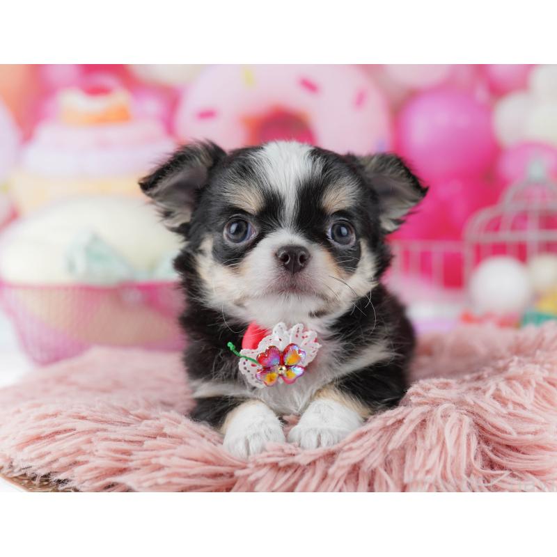 販売中の千葉県のチワワ(ロングコート)-446981の10枚目