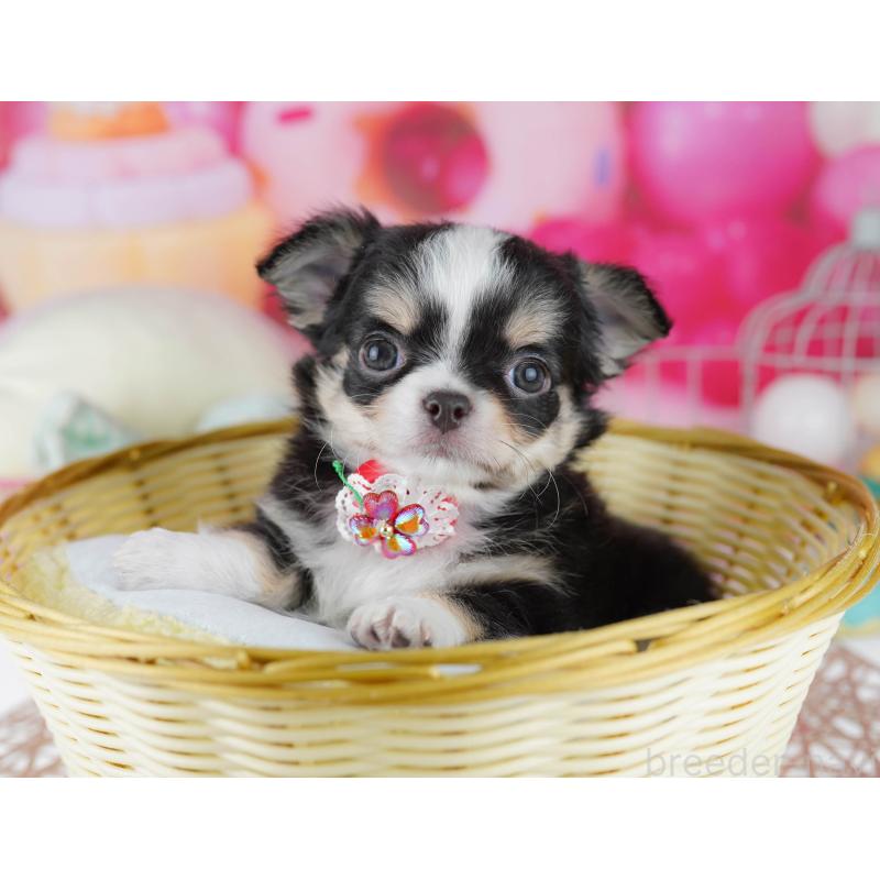 販売中の千葉県のチワワ(ロングコート)-446981